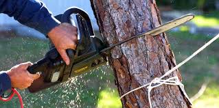 Best Tree Disease Treatment  in Rockwell Place, TX