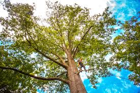 Best Emergency Tree Removal  in Rockwell Place, TX