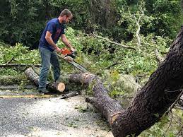 Trusted Rockwell Place, TX Tree Removal Experts