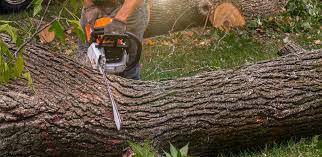Best Lawn Grading and Leveling  in Rockwell Place, TX