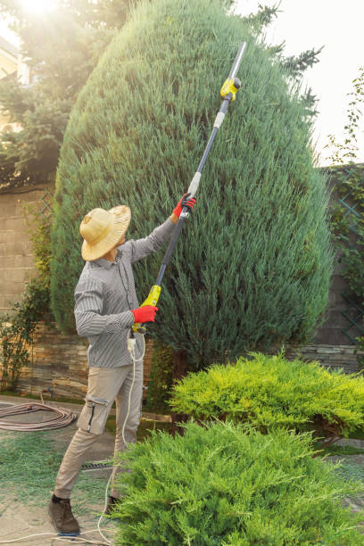 Best Tree Health Inspection  in Rockwell Place, TX